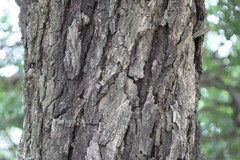 Pleiogynium solandri